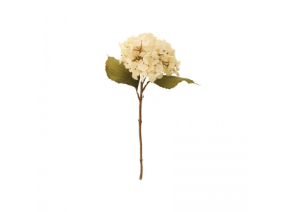 46cm Dried Hydrangea Single - Cream