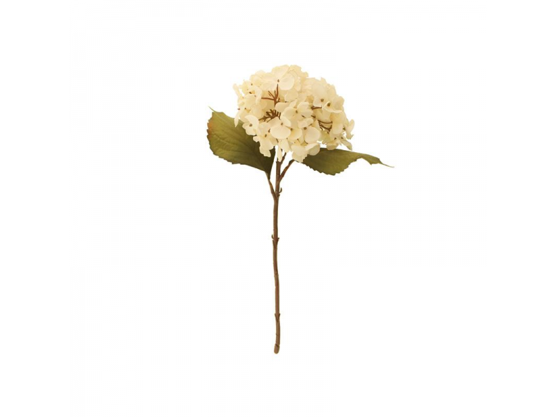 46cm Dried Hydrangea Single - Cream