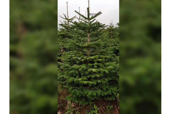 Premium Select Nordmann Christmas Tree