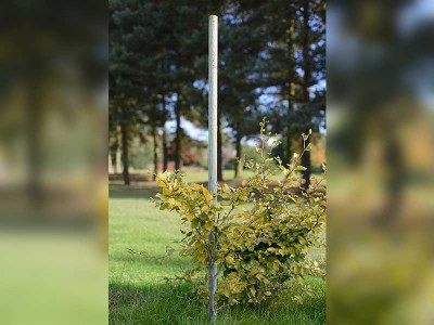 Grange Tree Poles
