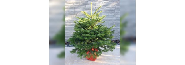 Nordmann Premium Potted Christmas Tree
