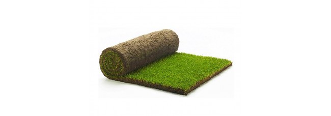 Rolawn Medallion Turf