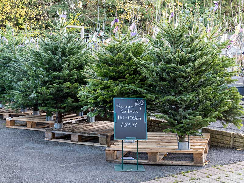 Premium Select Nordmann Christmas Tree