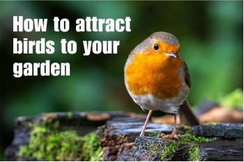 How to Attract Birds to Your Garden