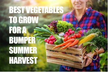 The Best Vegetables to Plant in Spring for a Summer Harvest