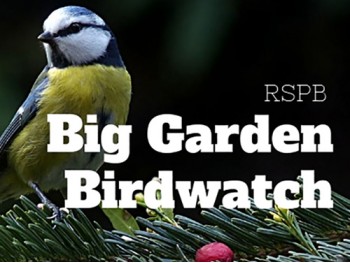 Get set for the Big Garden Birdwatch with Oxford Garden Centre