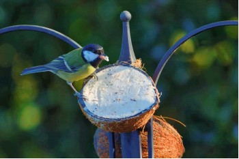 The Best Bird Care Products & Tips For 2021