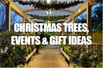 Real Christmas Trees & Festive Offers At Oxford Garden Centre