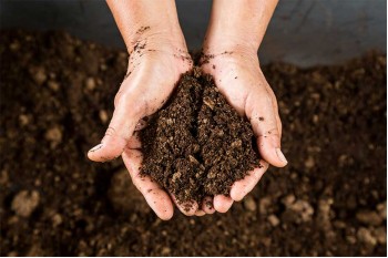 Peat Free Compost: What Is It & Why Use It In Your Garden?
