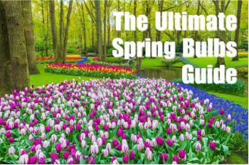 A Guide to Planting Spring Bulbs for a Stunning Floral Display