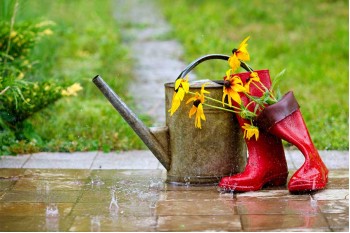 How to Protect Plants in Wet and Windy Conditions