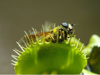 Are You Hungry for Carnivorous Plants?