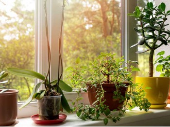 Spruce Up Your Home With Our Range of Houseplants