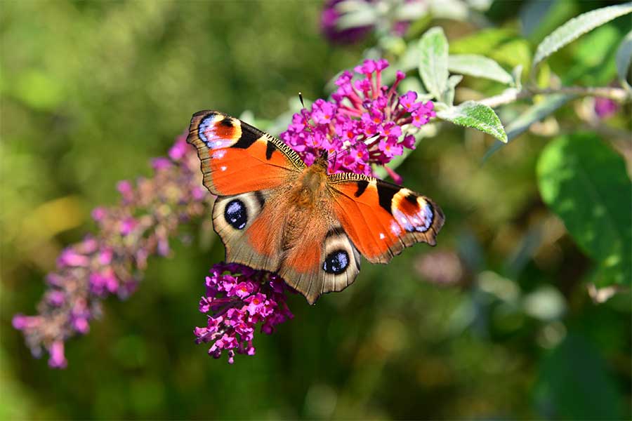 Native British Peacock butterfly feeding on bright pink wild flowers in a garden
