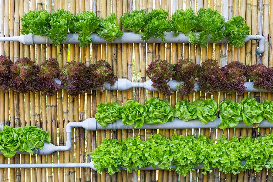 A living wall vertical salad garden planted in drainpipes on a fence panel