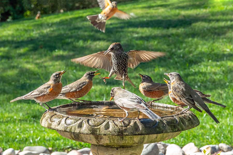Birds bathing and drinking from a garden bird bath