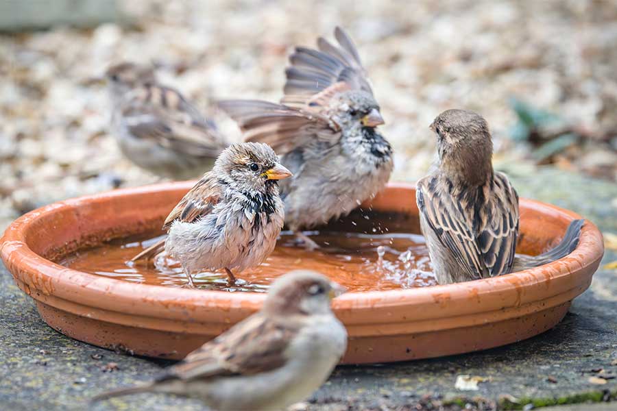 Food and water are key for attracting birds to your garden