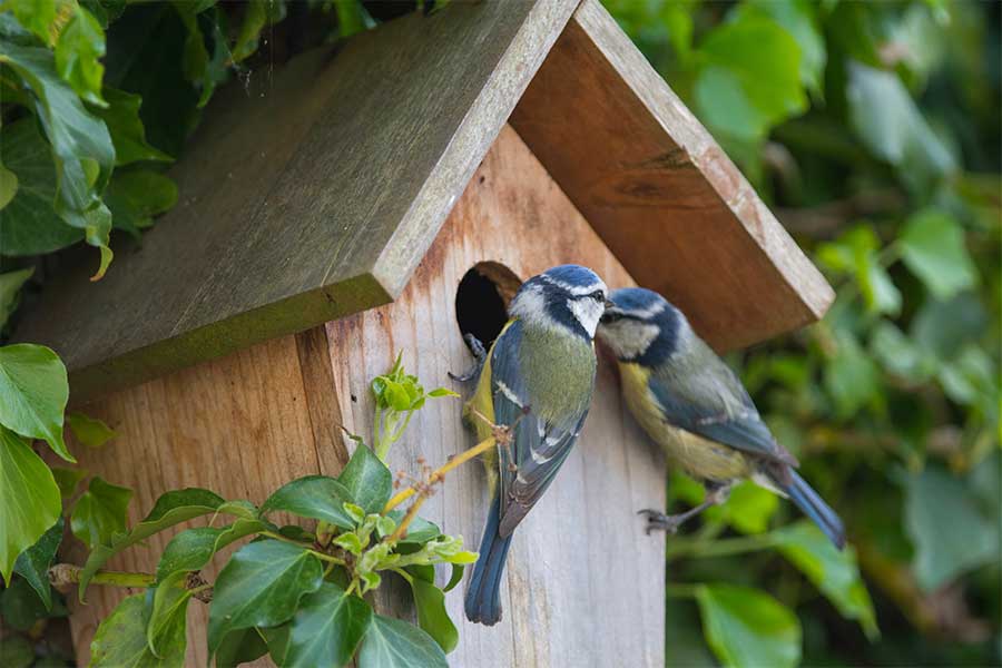 Blue Tits nesting in a bird box fixed to a tree