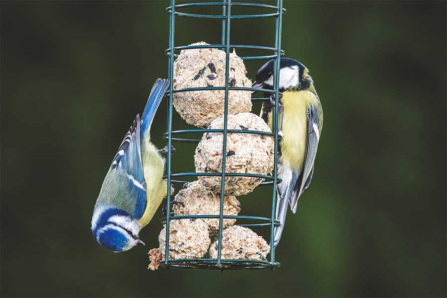 Blue Tits feeding from a hanging bird feeder