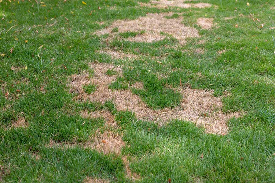 A patch dry lawn damaged by hot summer weather and drought