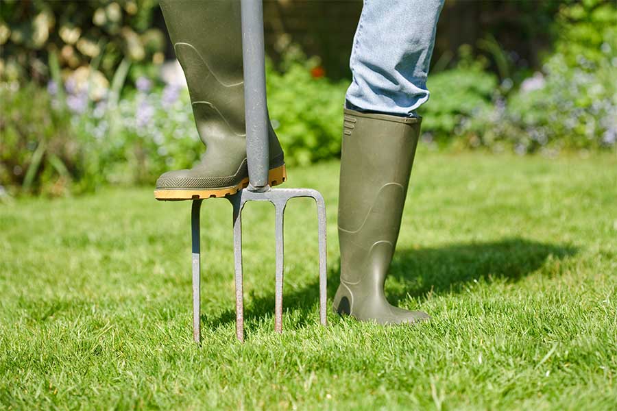 A man aerating a lawn in autumn with a garden fork to improve root strength and add nutrients