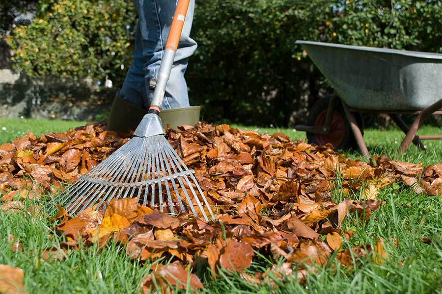 Autumn lawn care starts with clearing leaves from your lawn to prevent rot and damage