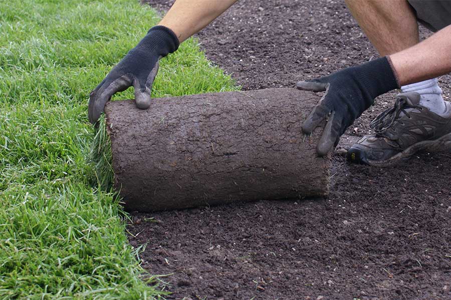 A gardener laying rolls of new turf to repair a lawn in autumn