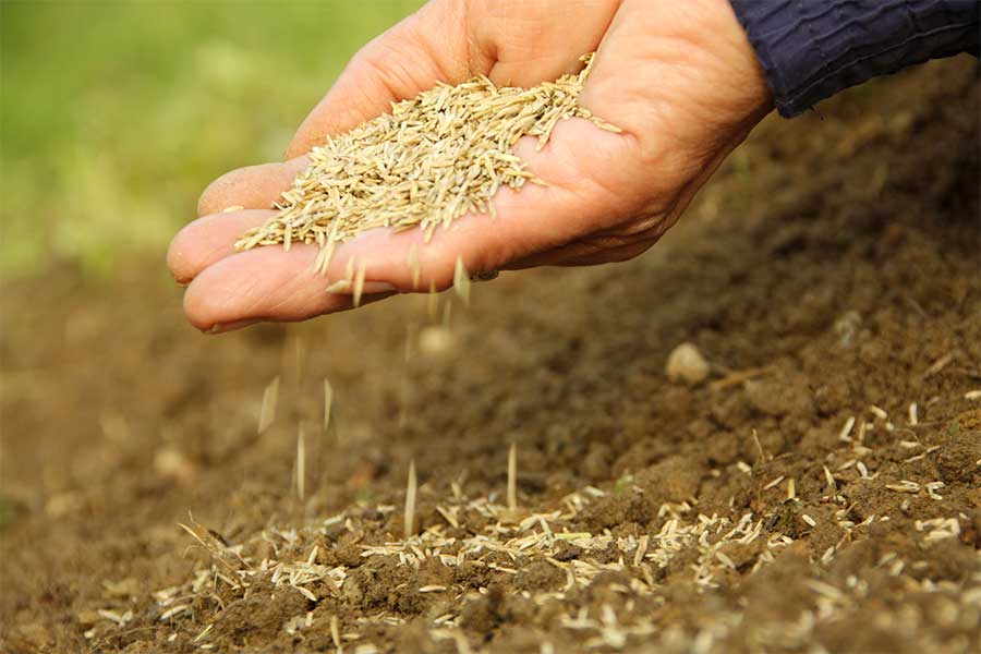 Scattering grass seed by hand in autumn to repair dead patches on a lawn caused by hot and dry summer weather
