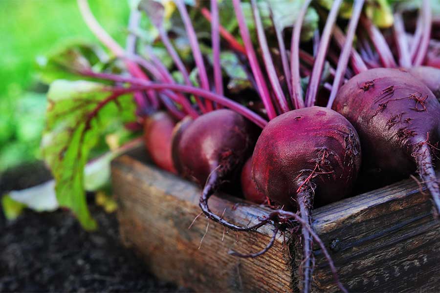 Large purple beetroots freshly harvested from a garden