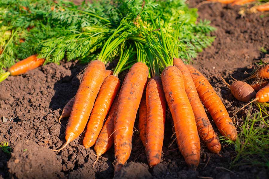 For the best carrots grow in a sunny position like this