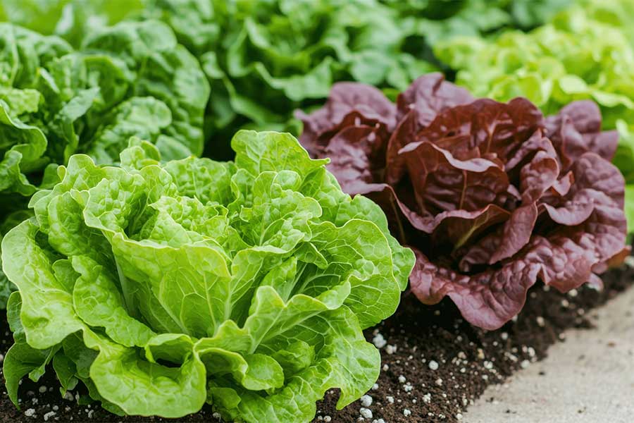 Different varieties of lettuce growing and a British garden