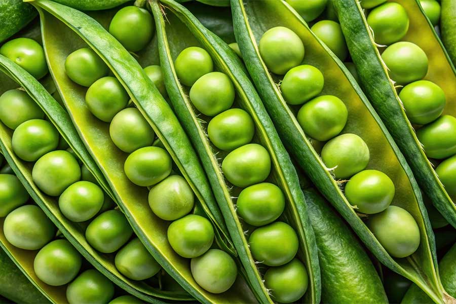 Fresh peas in open pods