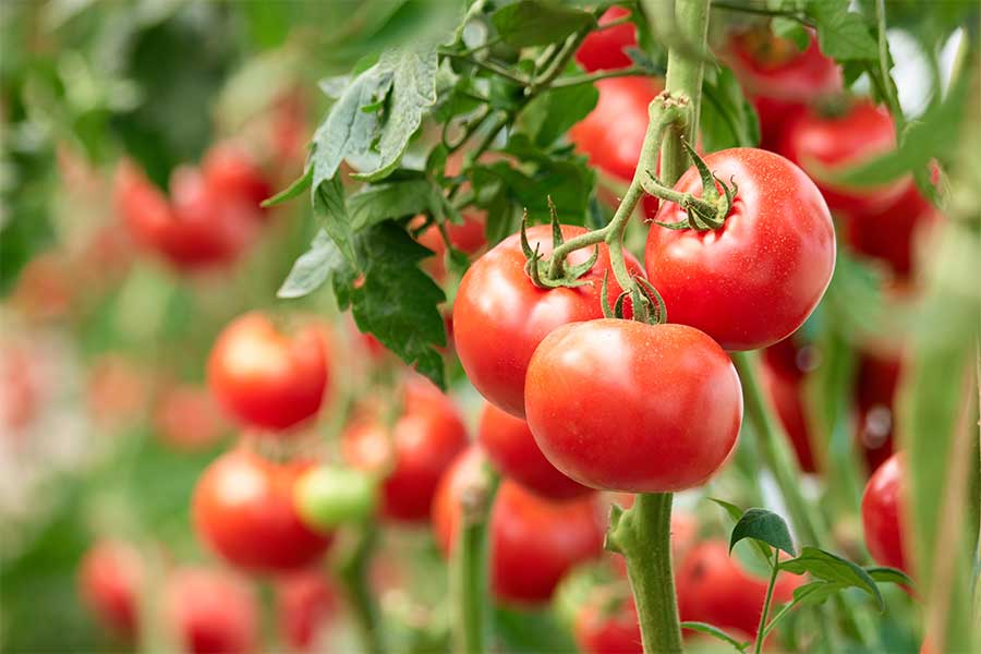 Tomatoes are some of the best vegetables to plant for and early summer harvest