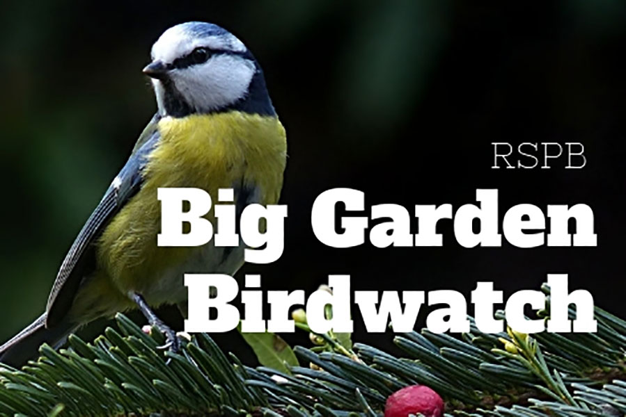 Big Garden Birdwatch