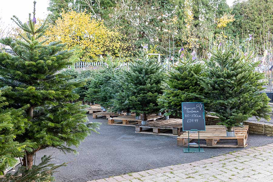 Premium Select Nordmann real cut Christmas trees at Oxford Garden Centre