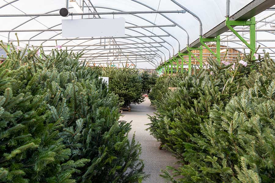 Lots of real cut Christmas trees on display at Oxford Garden Centre