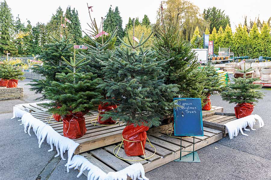 Potted real Christmas trees displayed at Oxford Garden Centre
