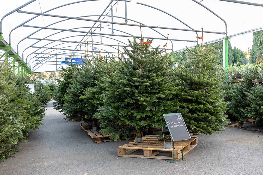 Nordmann Premium Select real Christmas trees on display at Oxford Garden Centre