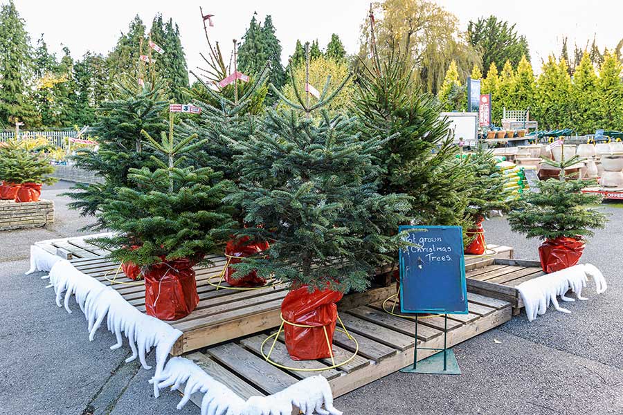 Nordmann potted Christmas trees at Oxford Garden Centre