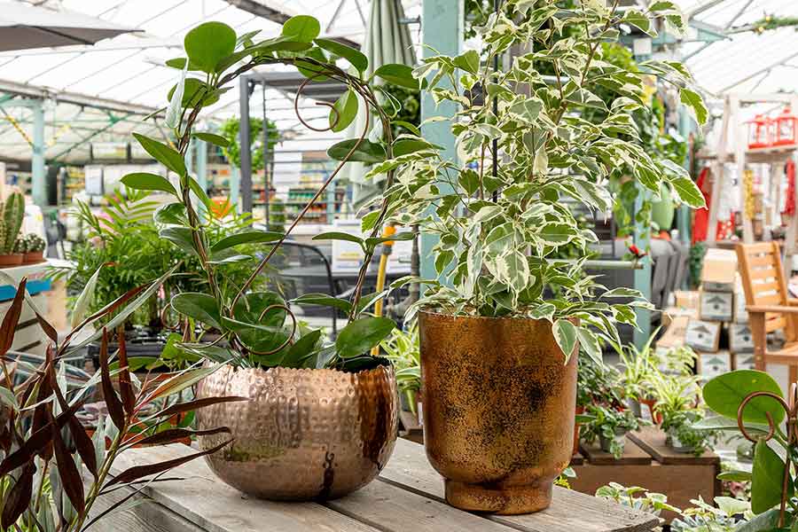 A selection of house plants and pots at Oxford Garden Centre