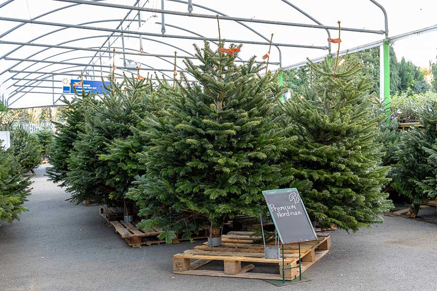 Lots of Nordmann Premium Select real fir cut Christmas trees ready for customers to choose from at Oxford Garden Centre