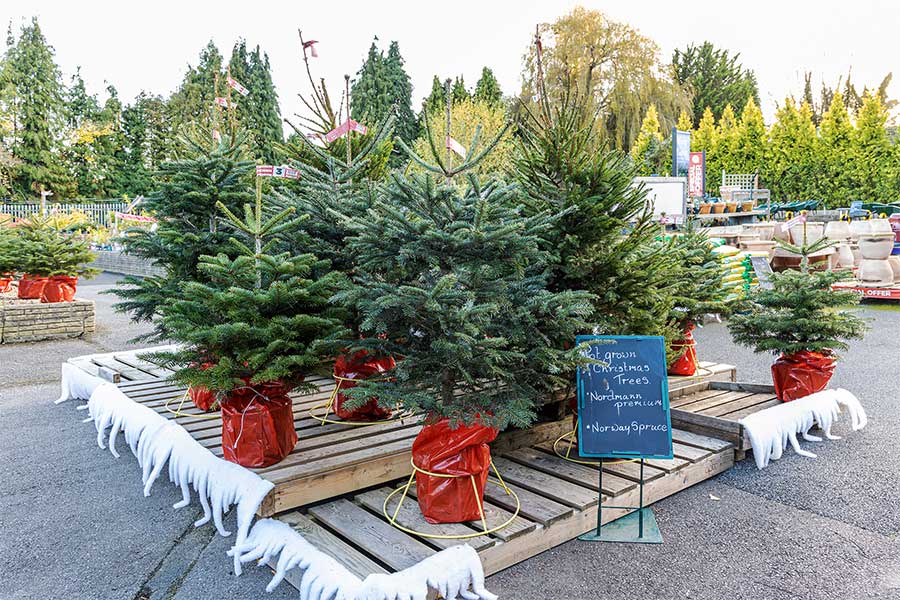 A display of Nordmann Premium and Norway Spruce real potted Christmas trees on display at Oxford Garden Centre