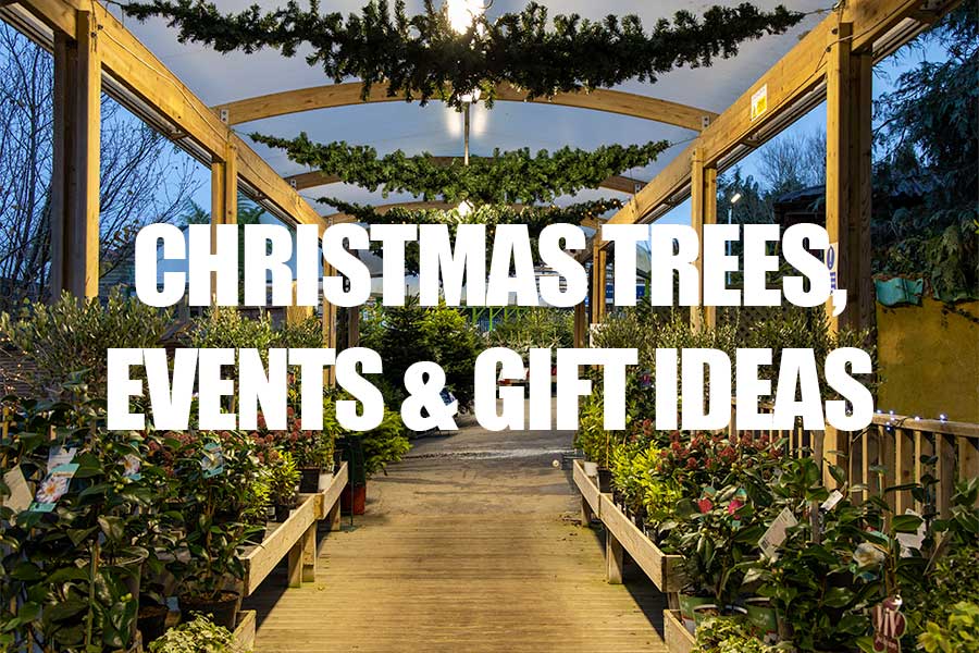 The entrance to Oxford Garden Centre decorated for Christmas with lights and festive plants