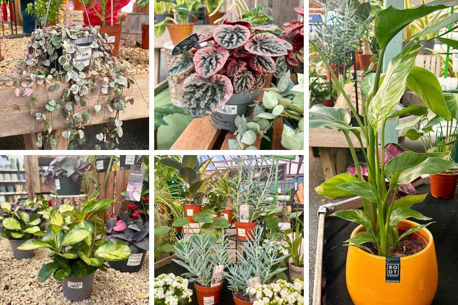 A selection of different house plants on display at Oxford Garden Centre