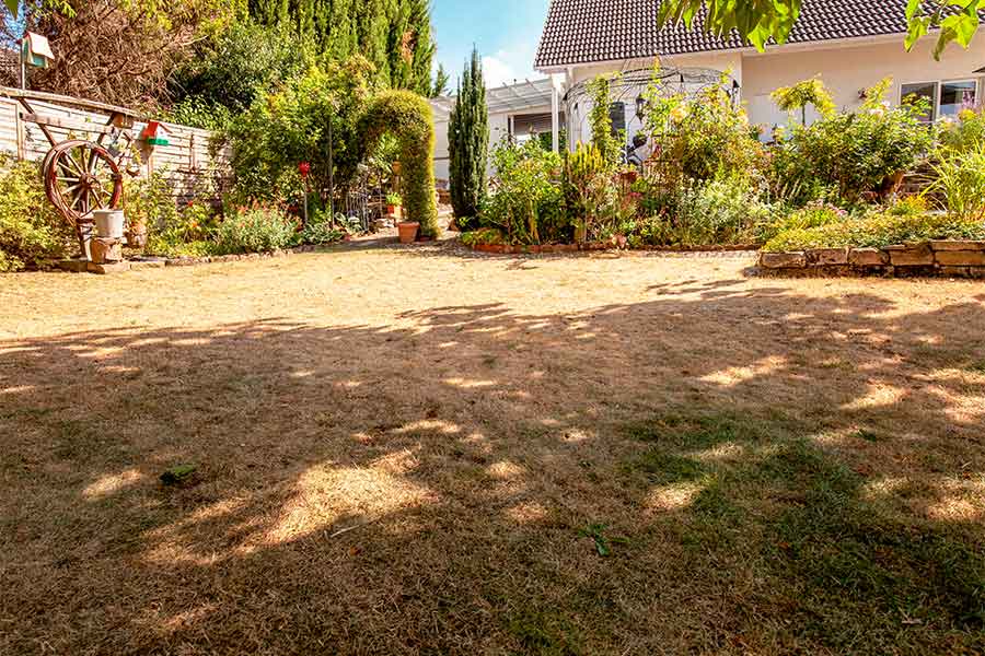 Large lawn turned brown due to hot and dry summer weather