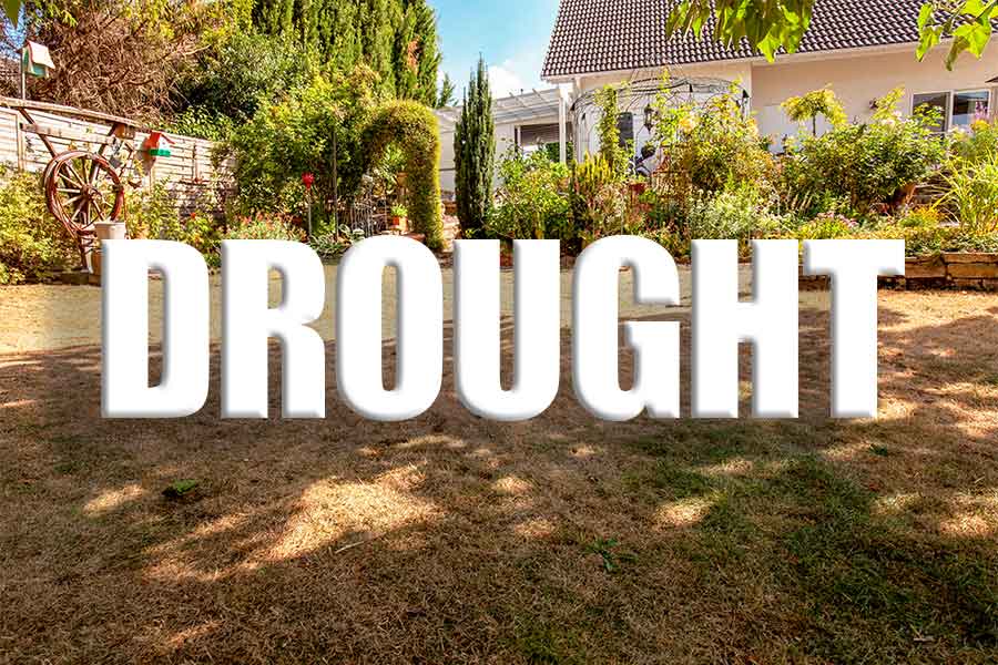 Drought gardening advice article cover image