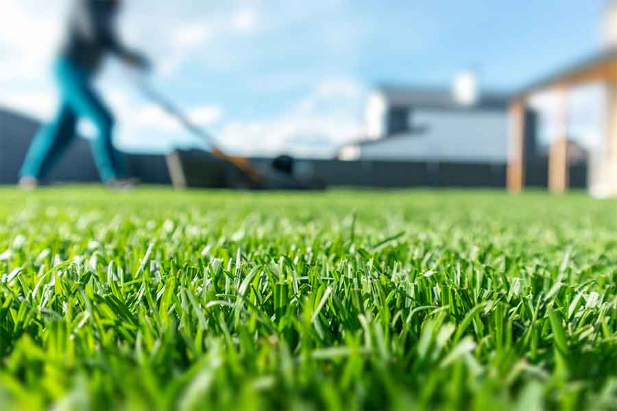 Woman mowing a lawn to leave the grass longer in drought conditions