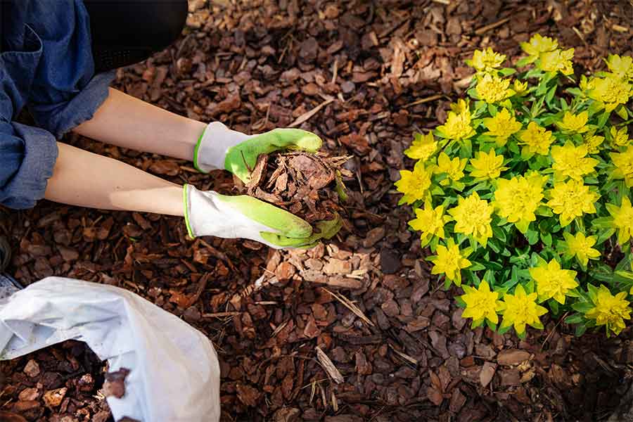 Mulching garden borders to retain moisture and reduce soil temperature in hot summer weather