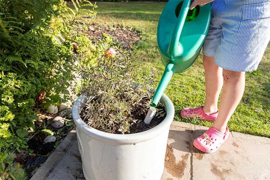 A pipe inserted down to the roots of a potted Hebe allows water to be sent directly to the roots and cuts water wastage