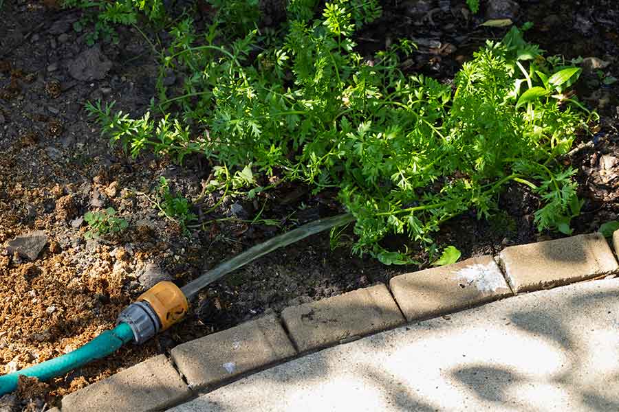 Directing a hose to the base of the plant to water efficiently and prevent water wastage